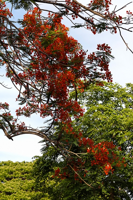 Suan Luang-JUN14-004